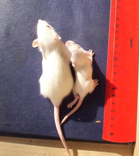 Rats born to mothers fed GM soy were smaller and had higher mortality than control group rats.