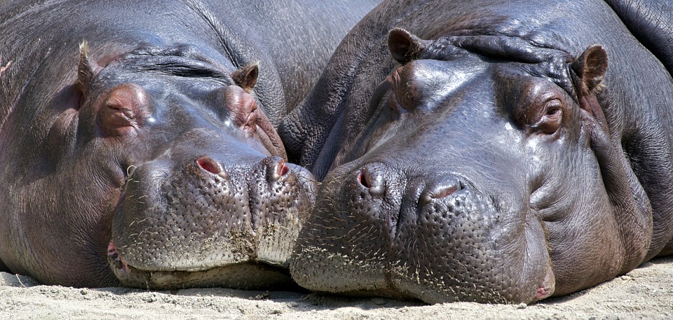 Where do the largest animals on earth get their protein? They get all their protein from plants.