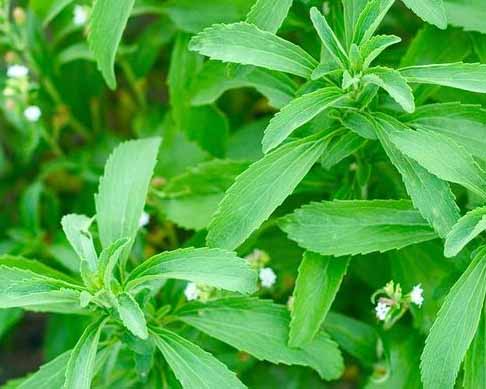 The uniqueness of stevia is that it is 150 times the sweetness of sugar and has basically no calories.
