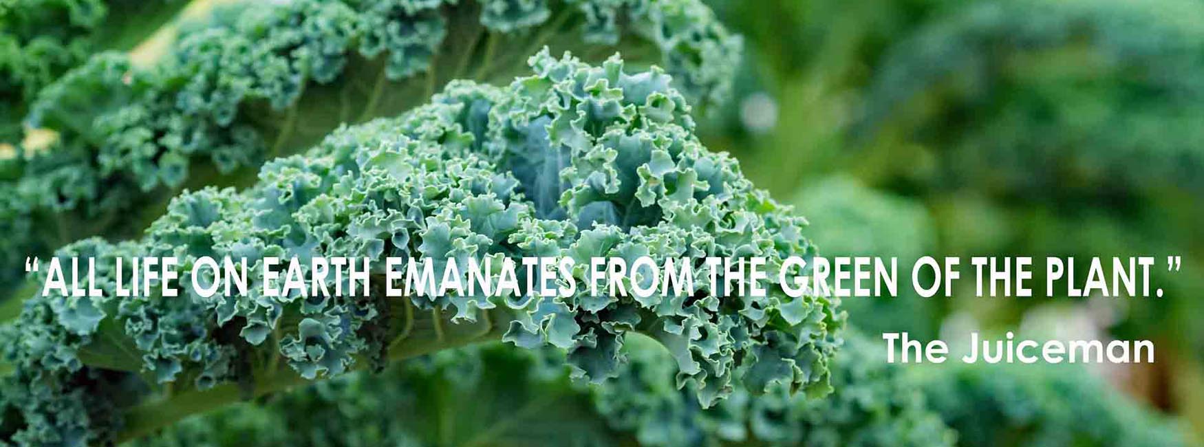 Kale adds healthy variety to your diet.